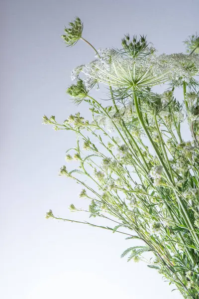 Bouquet of white flowers on a white background. Wild carrot and yarrow. Simple summer flower. Nature flora aesthetic. Petal bud. Floral botanical. Minimal style.