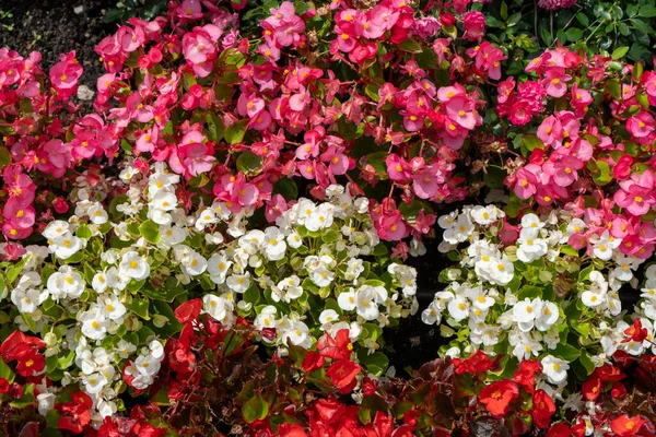 Multi-colored begonias on a street flower bed. Red, pink and white begonia. Flower arrangement in the garden. Garden landscape design. Grow flowers outside. Flowering in summer. Simple plants tuberous