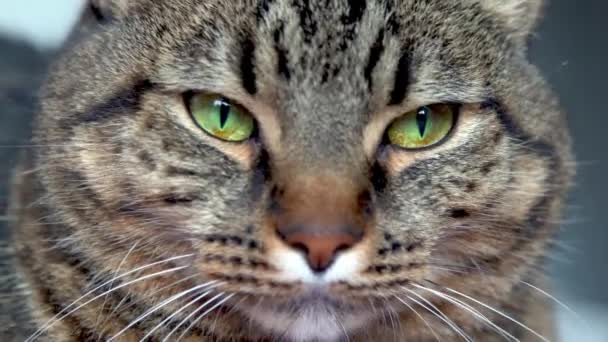 Kocia Twarz Zielone Oczy Zbliżenie Szary Kociak Paski Zwierzęta Domowe — Wideo stockowe