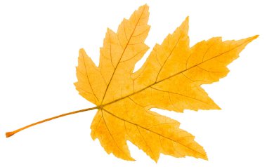 Beyaz arka plan üzerinde izole kurutulmuş akçaağaç yaprağı