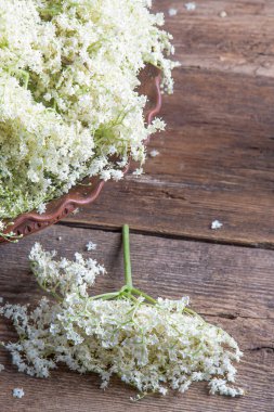 Yaşlı çiçekler. Beyaz çiçek çalısı. Şurup ve içecek yapmak için tomurcuk topluyorum. Masadaki bir kasede yemek ve yemek. Sambucus bitkisi