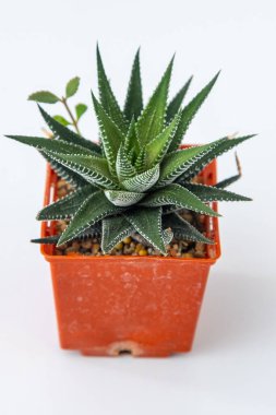Haworthia Fasciata - Zebra Bitkisi saksıda sulu. Beyaz arkaplanda yeşil küçük çiçek