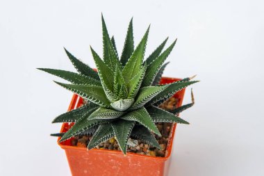 Haworthia Fasciata - Zebra Bitkisi saksıda sulu. Beyaz arkaplanda yeşil küçük çiçek