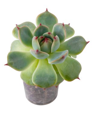 Haworthia Cooperi ot içinde sulu bitki. Beyaz arkaplanda yeşil küçük çiçek