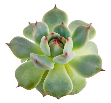 Haworthia Cooperi bitkisi sulu. Beyaz arkaplanda yeşil küçük çiçek