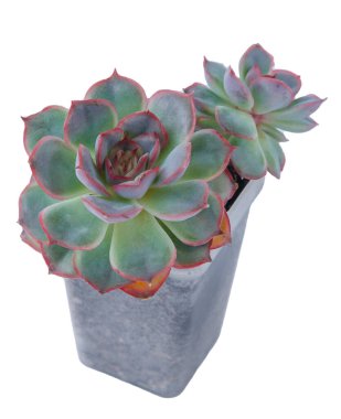 Echeveria bitkisi sulu. Beyaz arkaplanda izole edilmiş yeşil küçük çiçek