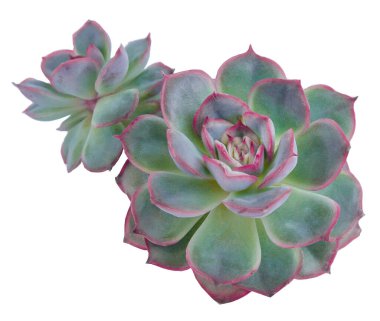 Echeveria bitkisi sulu. Beyaz arkaplanda izole edilmiş yeşil küçük çiçek