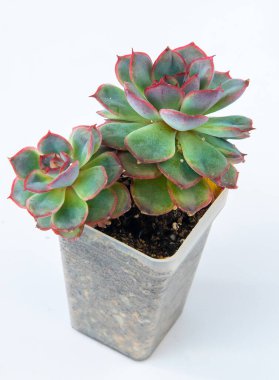 Echeveria bitkisi sulu. Beyaz arkaplanda izole edilmiş yeşil küçük çiçek