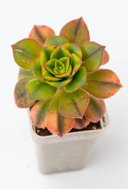 Aeonyum Leucoblepharum bitkisi sulu. Beyaz arkaplanda küçük bir çiçek