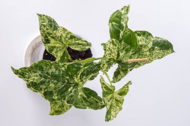 Sengonyum yapraklı benekli ok çiçeği. Yeşil beyaz yapraklı ev bitkisi.