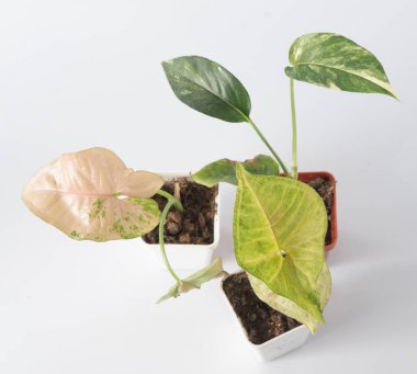 Sengonyum çiçeği. Yeşil beyaz yapraklı ev bitkisi.