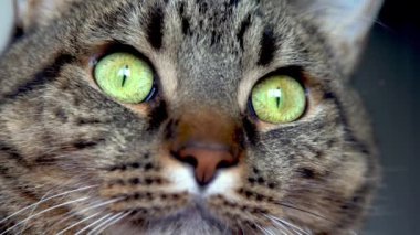 Kedi suratlı yeşil gözler, yakın plan. Çizgili gri benekli kedi yavrusu. Evcil hayvan.