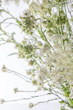 Beyaz arka planda bir buket beyaz çiçek. Yaban havucu ve kiremit. Basit bir yaz çiçeği. Doğa florası estetiği. Yaprak tomurcuğu. Bitki bilimi. Asgari biçim.