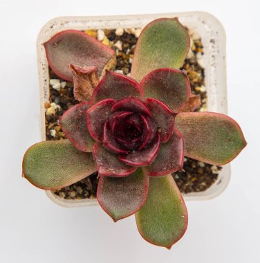 Echeveria siyah gül bitkisi sulu. Beyaz arkaplanda küçük bir çiçek