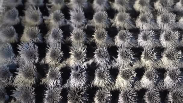 金属跳舞的铁磁粒子 灰色的抽象 金属粒子和磁铁的铁磁性 磁铁的作用 物理背景 — 图库视频影像