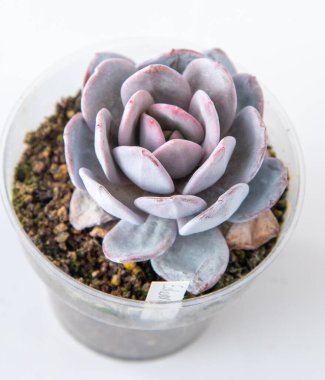 Echeveria Tozlu Gül bitkisi tencereye sulu. Beyaz arkaplanda yeşil küçük çiçek