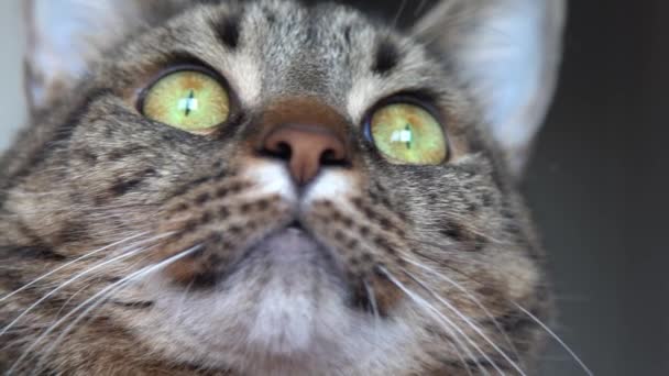 Πρόσωπο Γάτας Πράσινα Μάτια Από Κοντά Γατάκι Γκρι Στίγματα Κατοικίδιο — Αρχείο Βίντεο