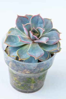 Echeveria Subsessilis saksı içinde sulu bitki. Beyaz arkaplanda yeşil küçük çiçek