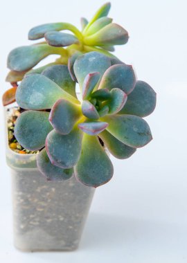 Echeveria saksıda sulu bitki. Beyaz arkaplanda yeşil küçük çiçek