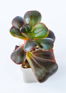 Echeveria Red Ball saksı içinde sulu bitki. Beyaz arkaplanda yeşil küçük çiçek