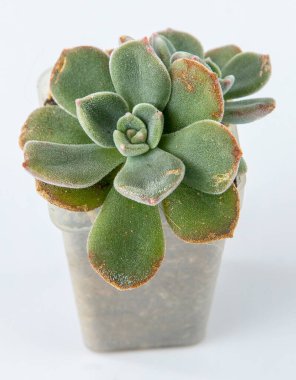 Echeveria setosa saksı içinde sulu bitki. Beyaz arkaplanda yeşil küçük çiçek