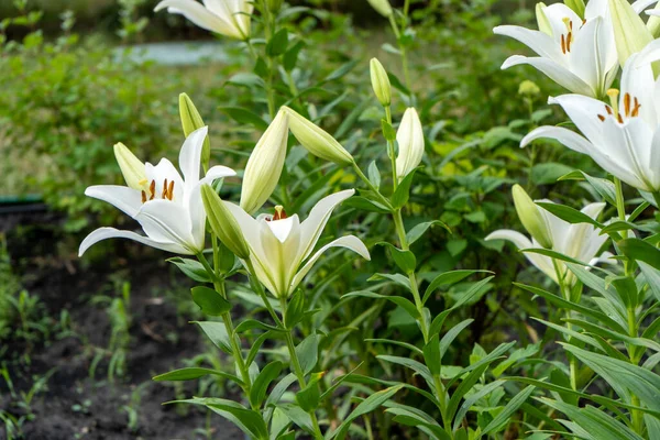 White lily flowers. Bud in the garden. Grow a bush of lilies. Petals, bud and leaves of a flower. Nature background. Summer flowers. Floriculture plant. Blossom closeup petal. Green floral flowerbed