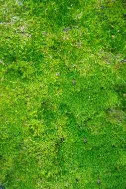 Ormanda yeşil yosun