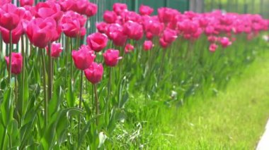 Pembe laleler baharda çiçek açar. Görüntü bokeh. Lale çiçeği doğası. Çiçek arkaplan. Botanik bahçesi. Çiçek tomurcukları. Çiçek açan ruh hali. Güzel estetik yaprak bitkisi. Rüzgarın sallanması. Güneşli bir gün.