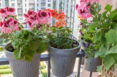 Pelargonyum pembe çiçek. Mor tomurcuklar açar. Botanik çiçekli arka plan. Bahçıvanlık. Balkon korkuluklarında saksılar