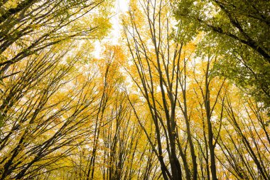Sonbaharda ormanda sarı yapraklı ağaçlar. Doğa manzarası. Doğa.