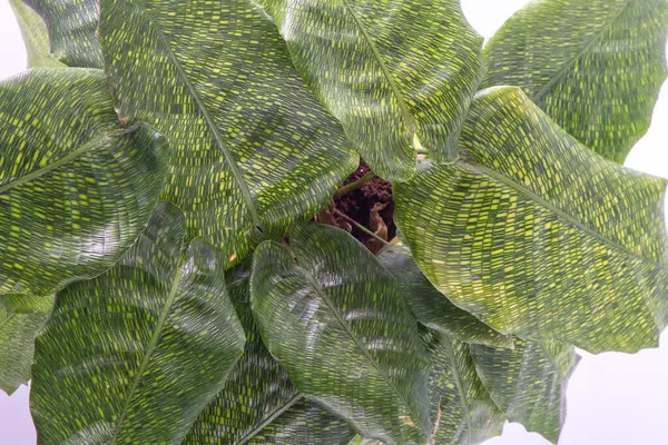 Calathea Musaica fabrikası. Yeşil yapraklar Calathea ağ çiçeği