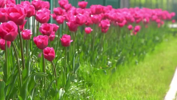 Los Tulipanes Rosados Florecen Primavera Blur Bokeh Naturaleza Flor Tulipán — Vídeos de Stock