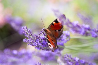 Mor lavanta çiçekleri. Tarlada çiçek. Doğa geçmişi. Bahçede güzel kokulu bir bitki yetiştir. Yaz çiçeği bal bitkisi. Kelebek böceği..
