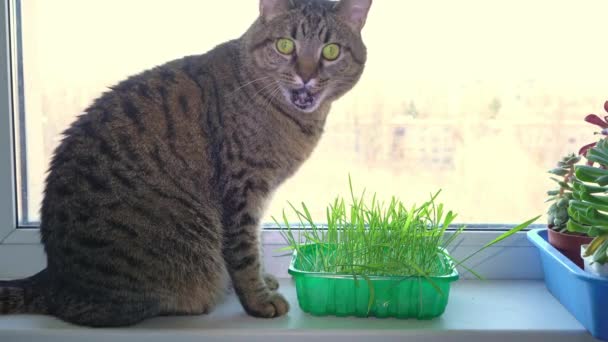 猫坐在窗台上吃燕麦草 窗户上的猫长绿色 — 图库视频影像