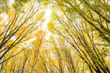 Sonbaharda ormanda sarı yapraklı ağaçlar. Doğa manzarası. Doğa.
