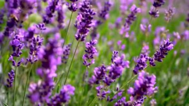 Mor lavanta çiçekleri. Tarlada çiçek. Doğa geçmişi. Bahçede güzel kokulu bir bitki yetiştir. Arı böcekleri polen toplar. Yaz çiçeği bal bitkisi. Yakın plan..