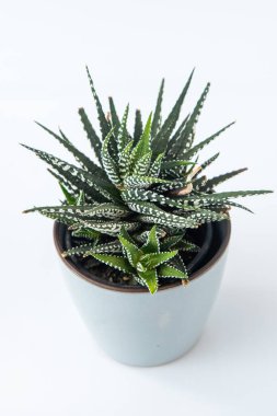 Haworthia Fasciata - Zebra Bitkisi saksıda sulu. Beyaz arkaplanda yeşil küçük çiçek