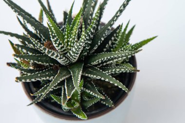 Haworthia Fasciata - Zebra Bitkisi saksıda sulu. Beyaz arkaplanda yeşil küçük çiçek