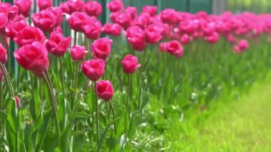 Pembe laleler baharda çiçek açar. Görüntü bokeh. Lale çiçeği doğası. Çiçek arkaplan. Botanik bahçesi. Çiçek tomurcukları. Çiçek açan ruh hali. Güzel estetik yaprak bitkisi. Rüzgarın sallanması. Güneşli bir gün.