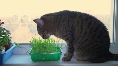 Kedi pencere pervazında otururken yulaf otu yer. Penceredeki kedi için yeşillik yetiştir.