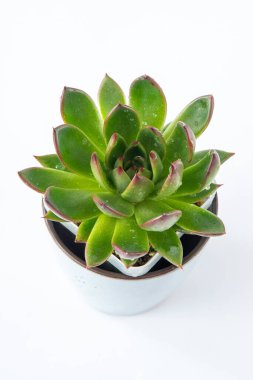Echeveria bitkisi sulu. Beyaz arkaplanda izole edilmiş yeşil küçük çiçek