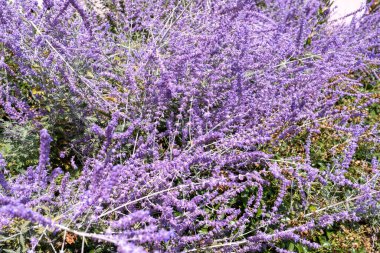 Perovskia atriplisifolia Mavi Spire çalısı çiçek açan adaçayının yakınında. Mor perovski çiçekleri. Çiçekli bahçede Viotel Salvia çiçeği. Yaprak tomurcuğu. Botanik bahçıvanlığı. Çiçek açmış..