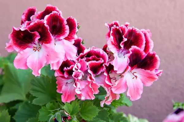 Pelargonyum pembe çiçek. Mor tomurcuklar açar. Botanik çiçekli arka plan. Bahçıvanlık