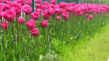 Pembe laleler baharda çiçek açar. Görüntü bokeh. Lale çiçeği doğası. Çiçek arkaplan. Botanik bahçesi. Çiçek tomurcukları. Çiçek açan ruh hali. Güzel estetik yaprak bitkisi. Rüzgarın sallanması. Güneşli bir gün.