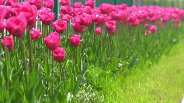 Pembe Laleler Baharda Çiçek Açar Görüntü Bokeh Lale Çiçeği Doğası — Stok video