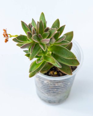 Echeveria Zararlı Saksıda Sulu Bitki. Beyaz arkaplanda yeşil küçük çiçek