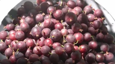Masadaki bektaşi üzümleri. Vitamin yaz yemeği. Böğürtlen hasadı manzaralı. Beyaz arka planda pembe böğürtlenler.