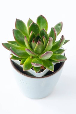 Echeveria bitkisi sulu. Beyaz arkaplanda izole edilmiş yeşil küçük çiçek