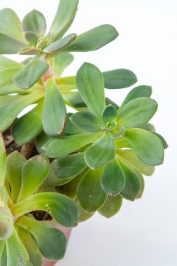 Echeveria saksıda sulu bitki. Beyaz arkaplanda yeşil küçük çiçek