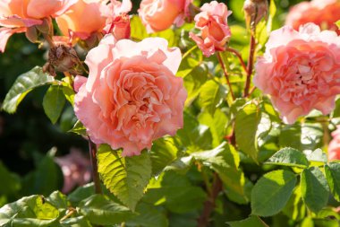 Pembe güller. Bahçedeki çalılık. Gül goncası. Yaz çiçeği yaprakları. Doğada gül tomurcuğu. Dallar ve yapraklar. Botanik fabrikası.